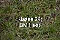 Klasse 24. BM Hest